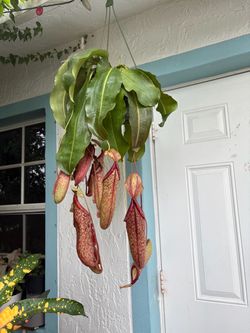 Nepenthes X Miranda large size