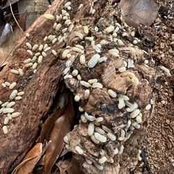 Japanese Magic Potion Isopod