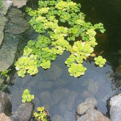 Pond Plants