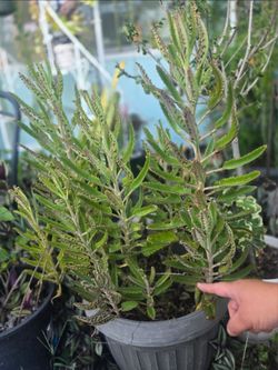 🌱🪴 Kalanchoe daigremontiana 🪴🌱 plant