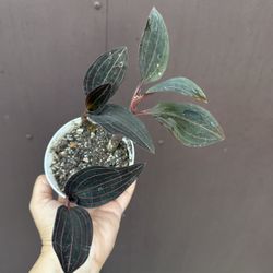 Jewel Orchid In 4” Pot 