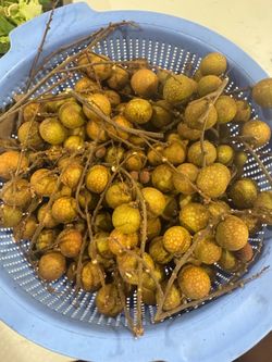 Homegrown organic longan 6$/lb