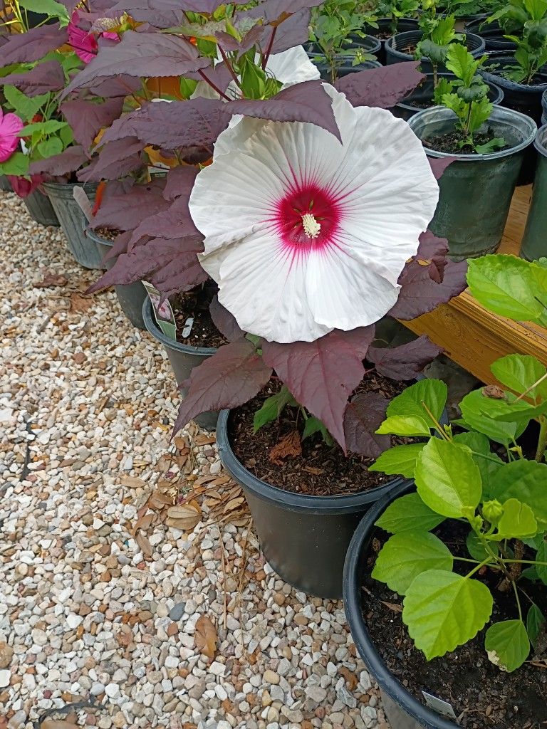 Plants