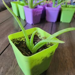 Aleo Vera Plants