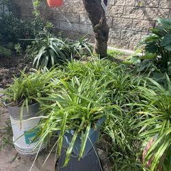 Beautiful Green Plant In Garden 