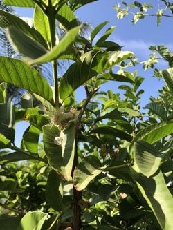 Mature Guava Trees
