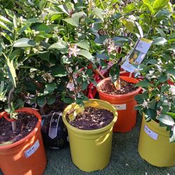 LEMON MAYER  ORANGE  TREE 
