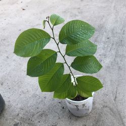 Cherimoya Plants