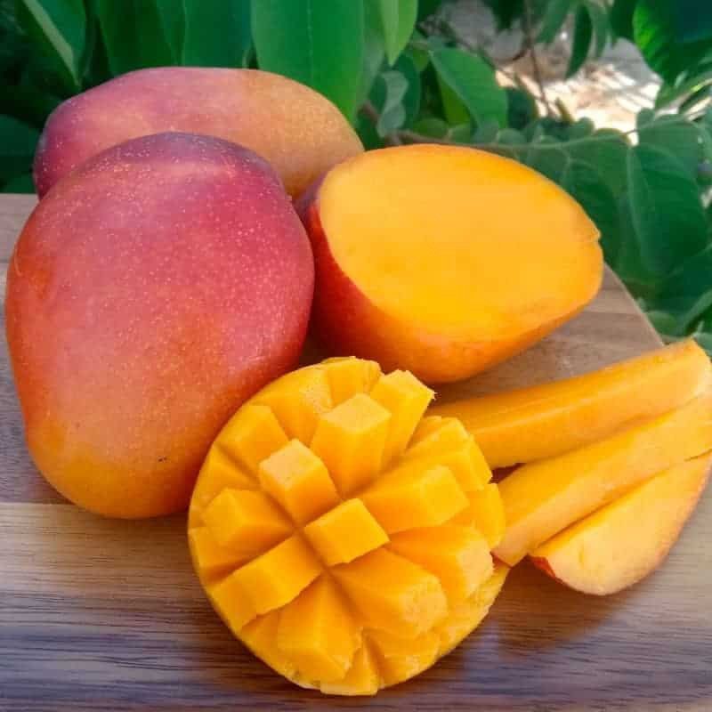 Grafted Petacon Mango Tree 🌿 🌿🌿😃😃ðŸ¥ðŸ¥ðŸ¥ðŸ¥