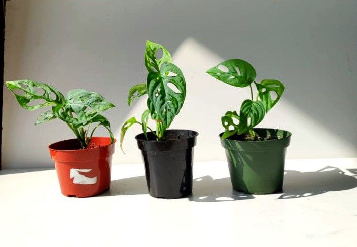 Wide Leaf Monstera Adansonii Plant/ Swiss Cheese Monstera Plant/ House Plant/ Indoor Plant Flower Patio Garden 