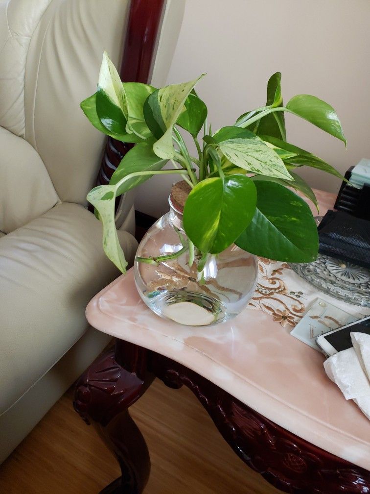 Large Propagation Vase.