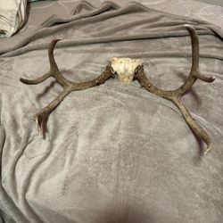 REAL DEER ANTLERS 