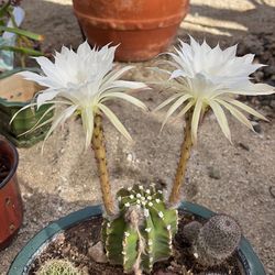 Blooming cactus!