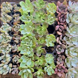 25 Echeveria Rosette Succulents 