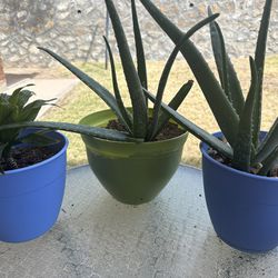 Unique Plants 