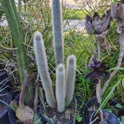 Silver Torch Cactus Plant