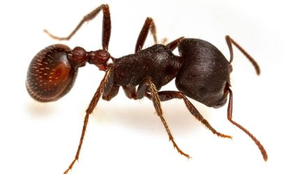 Rare Live Queen Ants with eggs. Fresh queens Pogonomyrmex Rugosus (Rough Harvester Ants) start your colony today!