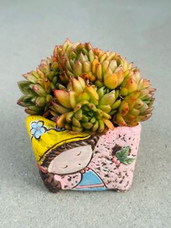 Succulents plants 🪴