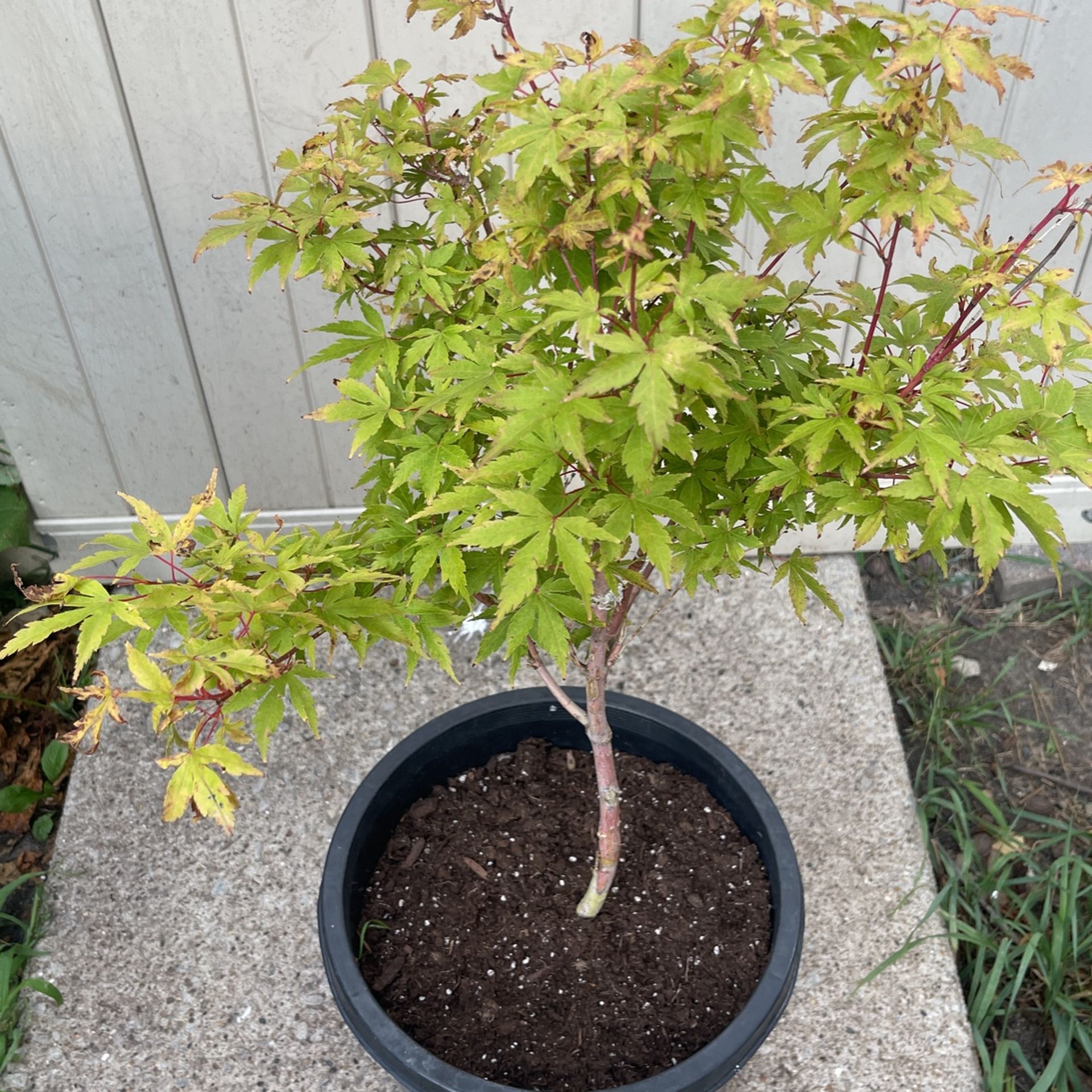 Japanese Maple Tree