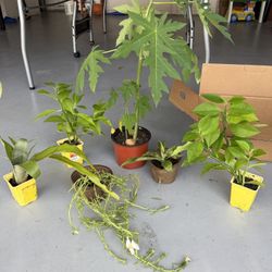 6 Plants For 15$
