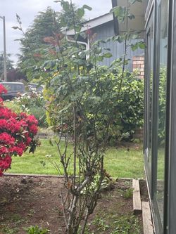 Free rose bush you dig