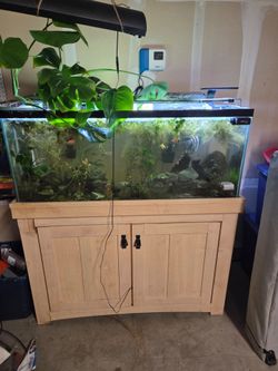 55 gallon tank