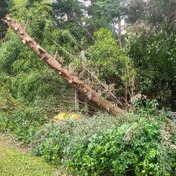 Free Wood Logs Firewood 