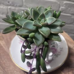 Beautiful Succulent/ Indoor Plant Arrangements