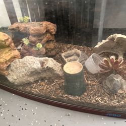 Leopard Gecko Tank With Everything Inside