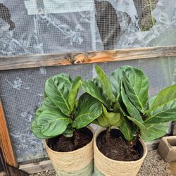 Fiddle Leaf Fig Plants 10" Basket $17 Each