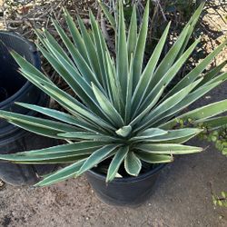 Augustofolia Agave 