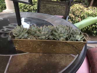 Succulents