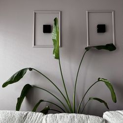 Bird Of Paradise Plant