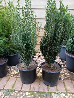 2gal Japanese Sky Pencil $10 Each