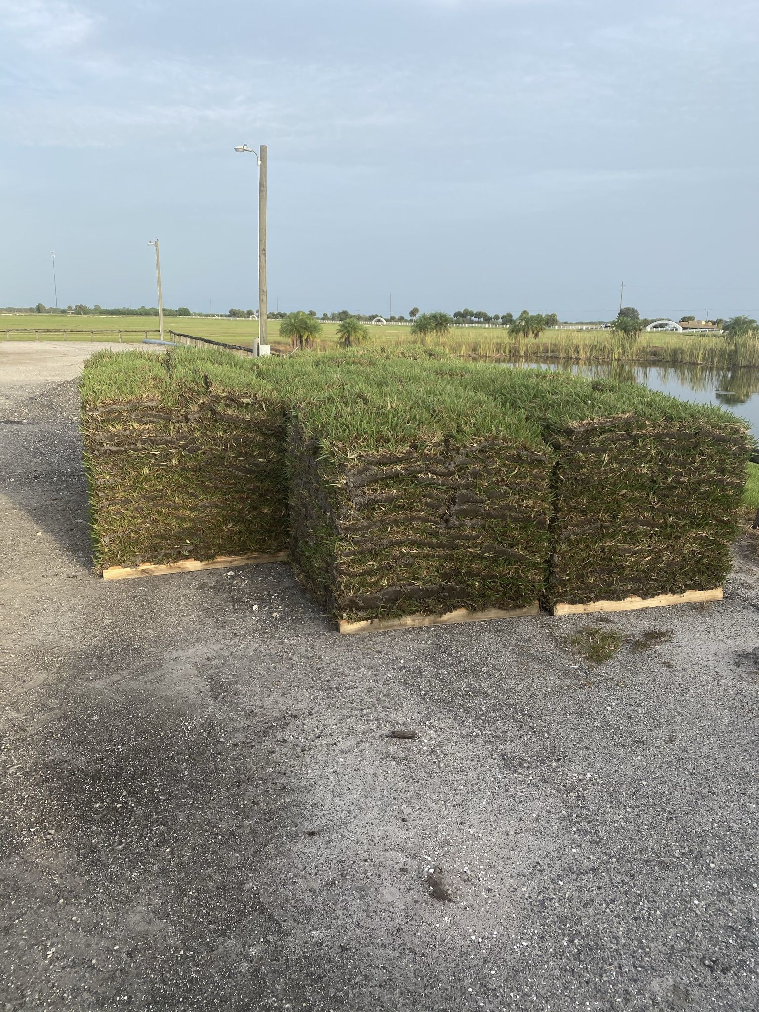 Fresh St. Augustine Sod Cut to Order