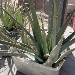 Aloe Vera Plants