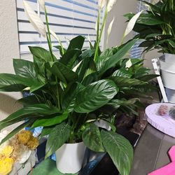 6" Peace Lilly  