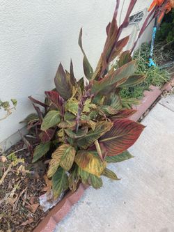 Plants for sale