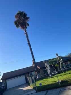 Mexican Fan Palm tree