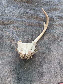 Real Whitetail Deer Skull Plate Single Antler 12” Weathered Oddity Taxidermy