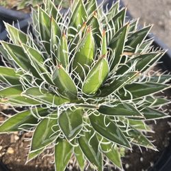 Agave schidigera 'Durango Delight