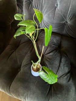 Philodendron burle-marxii Live Plant in Small Blue La Fermière Jar pot