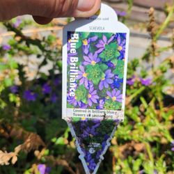 Blue Brilliance Plant In 5gal Pot