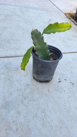 Dragon Fruit Plant