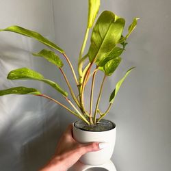Rare Climbing Philodendron Golden Goddess Marble – 4” Grower Pot