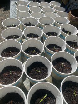 Grape 🍅 seedlings