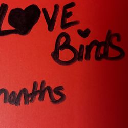Love Birds