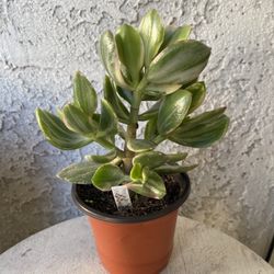 4 Inch Pot Succulent Plant Crassula Ovata Variegated - Lemon Lime Jade - Rooted & Established - Drought Resistant 🪴