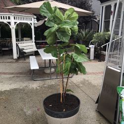 Tree (ficus fig)
