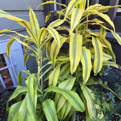 Corn Plants - Indoor